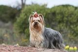YORKSHIRE TERRIER 008